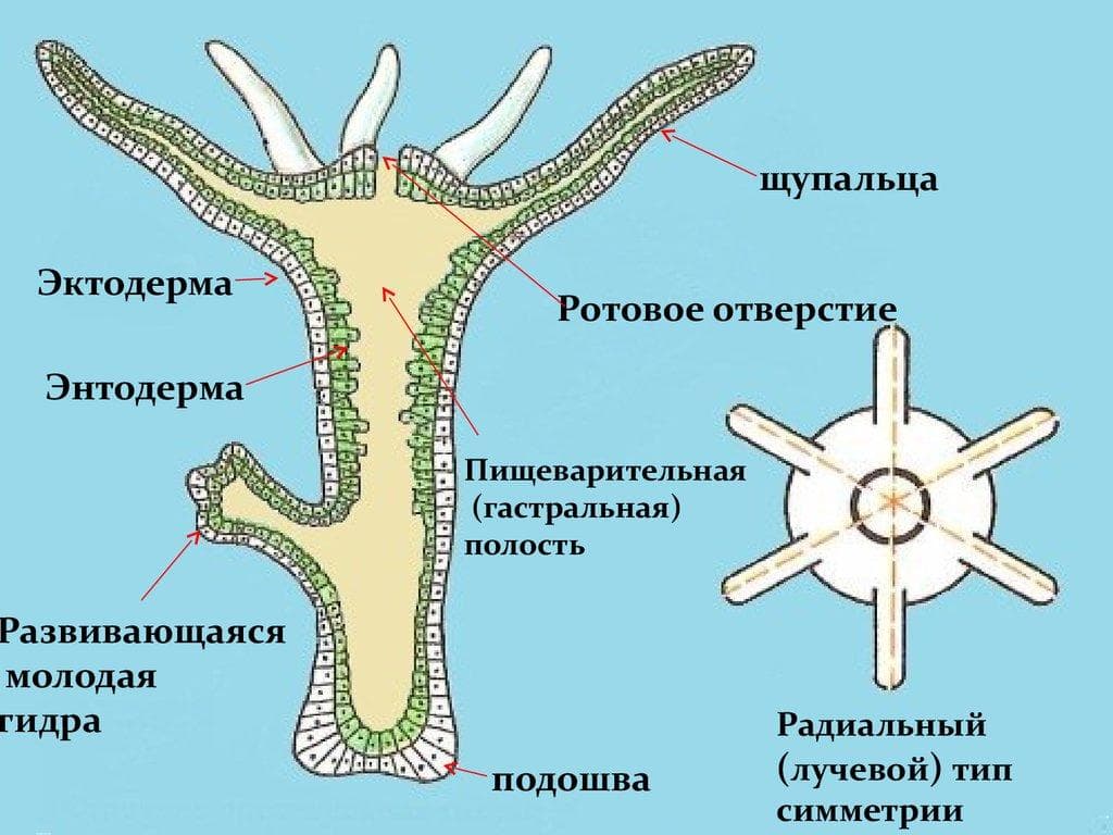 Официальный сайт кракен тор